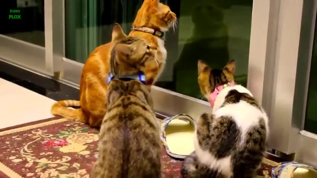 Funny video