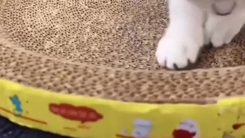 fun of shoveling shit # lovely kitten # record the cat's daily life