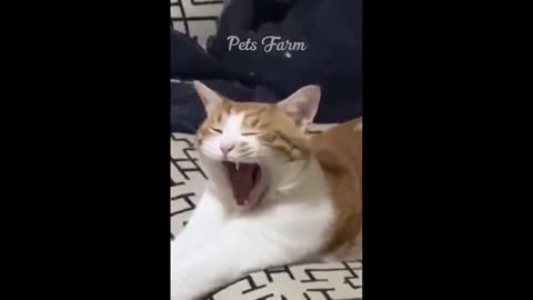 Funny cat 😸😸😸 🐕 🐕 dogs show