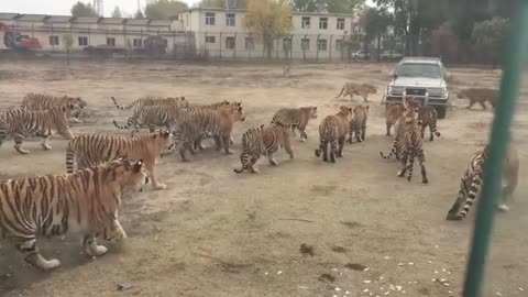 LION RUNING OF HEAVY CAR