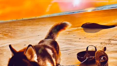 Funny Pet 2021 It's time to LAUGH with Dog's lifes20