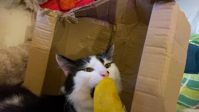 Cat eat mango