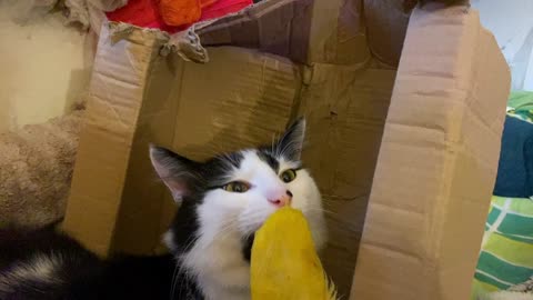 Cat eat mango