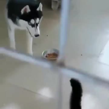 Funny Videos: Dogs Are Afraid of Cats