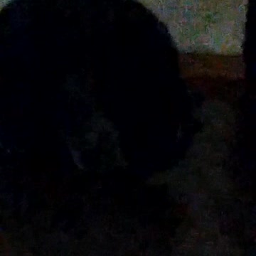 The cat hid the fish and tried to eat it.