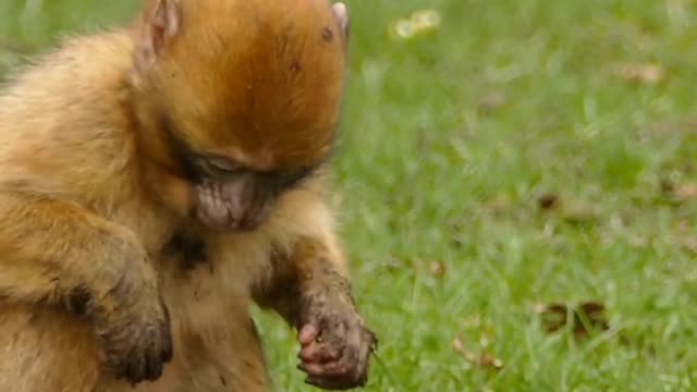 fun with monkey| monkey funny video| Cute monkey