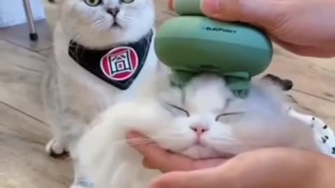 Baby Cats!😍 Cute and Funny Cat Videos |