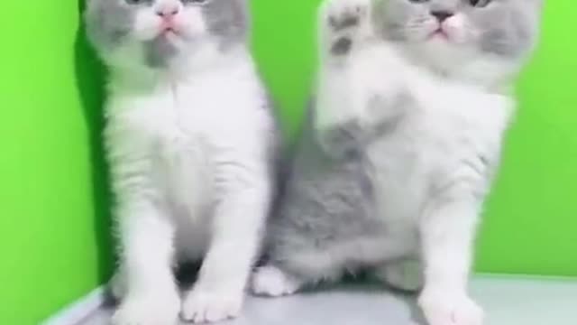cute little cat