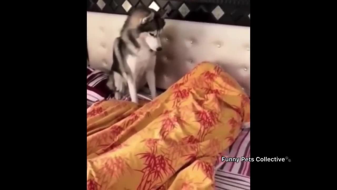 Normal dogs vs Huskies🤣 FUNNIEST Huskies | Huskies being dramatic | Get a Husky they said | P