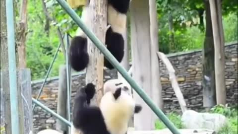 Funny panda and her family playing amazing video