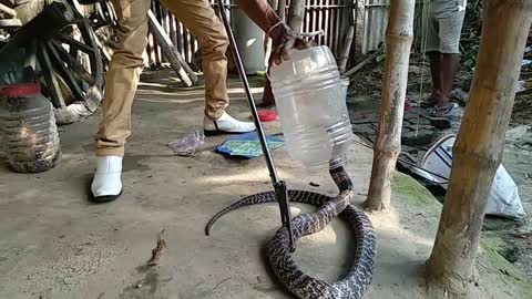 Indian Snake