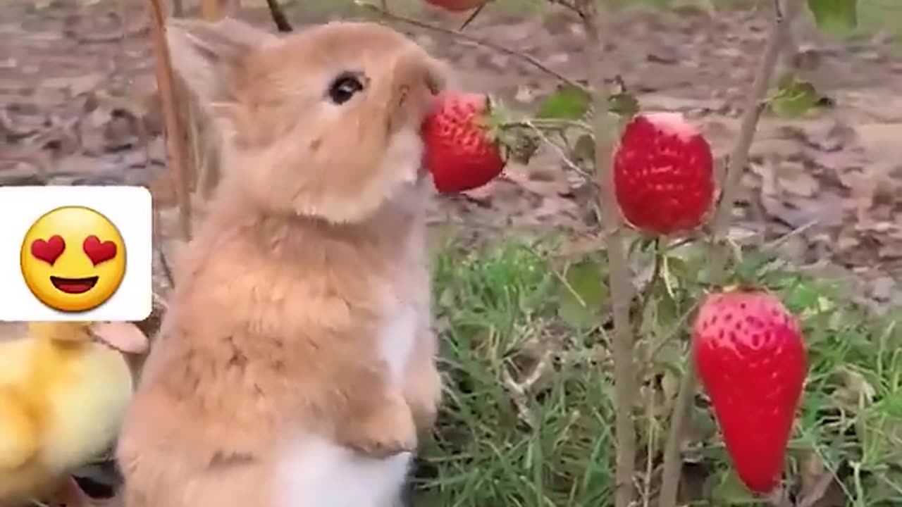 Too cute baby animal