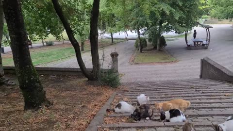 Best 10 cats 🤩🤩🤩