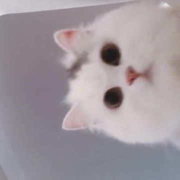 Look at this guy 🐱