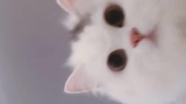 Look at this guy 🐱