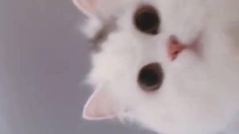 Look at this guy 🐱