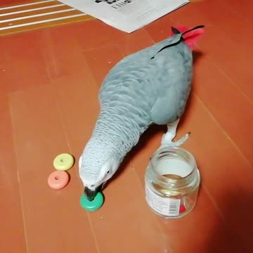 Tidy parrot is very efficient at cleaning up his mess