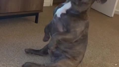 Dog 😂 owns the dance floor with her adorable dance moves