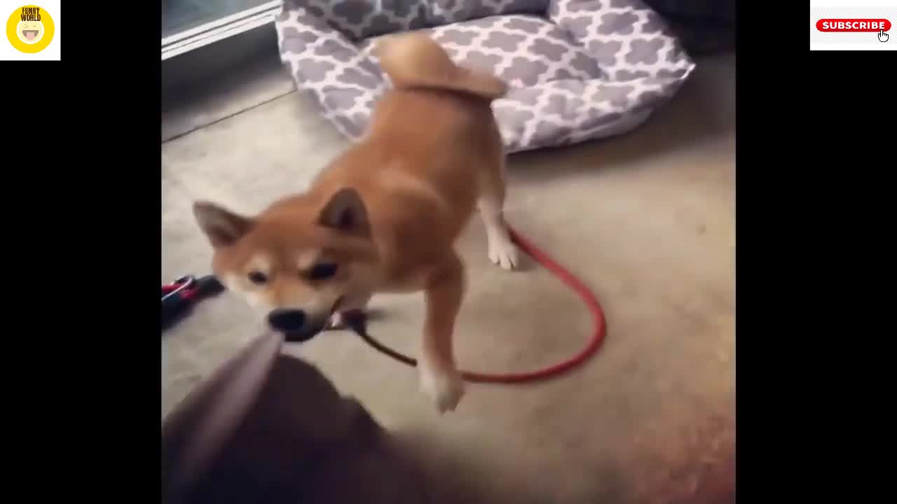 Funniest Shiba Inu Compilation - Best Funny Shiba Inu Videos 2020|Funny World Media|