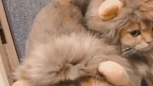 Pedegree Lion kitten vs Merle tiger stripped kitten