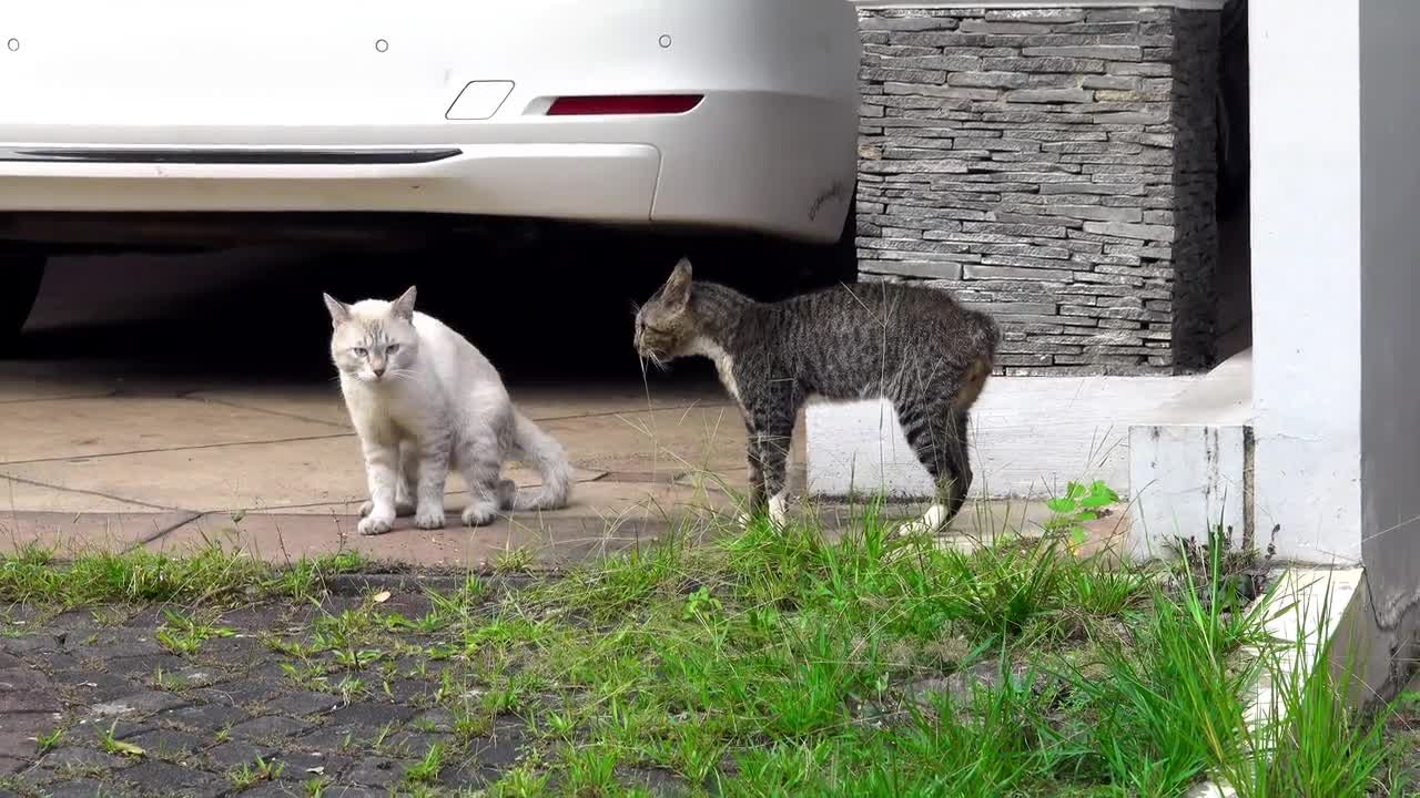 Two Cats Fighting hear the sound they makes when they are angry