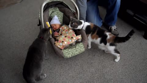 Cats Meeting Babies for the FIRST Time Compilation repost