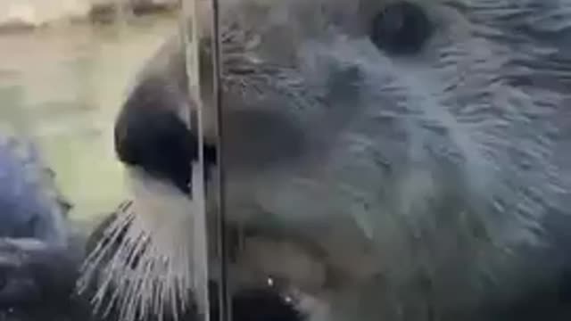 Otters Smelling The Outside World
