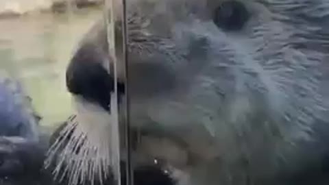 Otters Smelling The Outside World