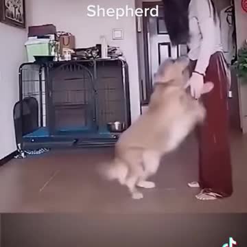 Golden Retriever VS Border Shepherd