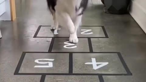 Cute Dog funny game