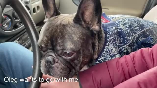 This French Bulldog Drags His Own Leash