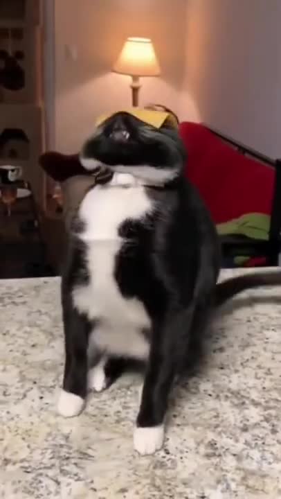 #shorts 2 Super Funny Video TOP 2021 #