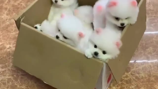 Cute Dogs... 😍🤗🥰