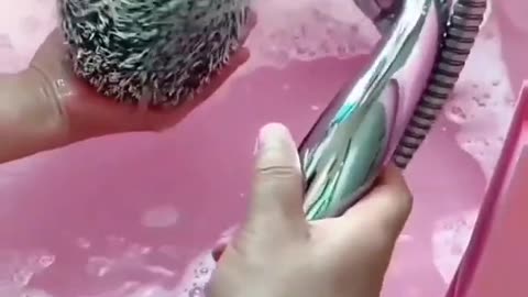 Hedgehog taking a bath