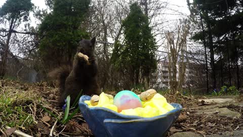 Amigable ardilla recibe una canasta de Pascuas de su 'Abuela'