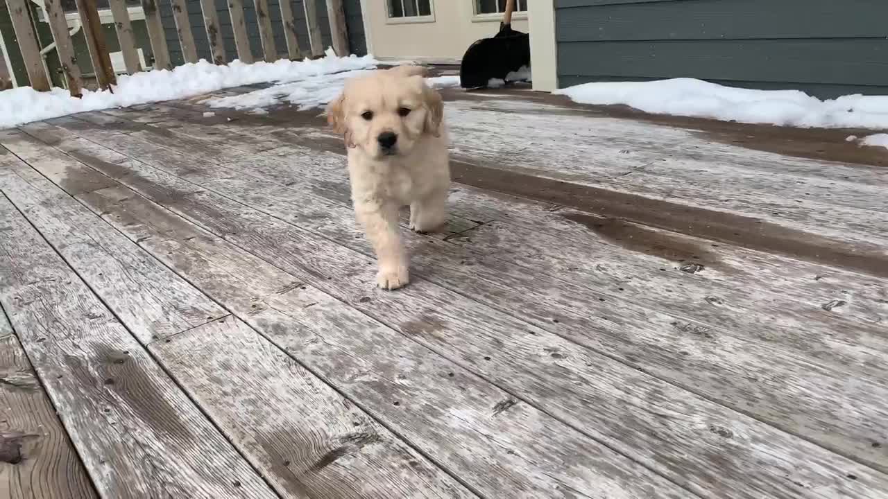 ADORABLE PERRITO GOLDEN RETRIEVER!