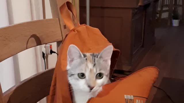 My cute Kitten 2021