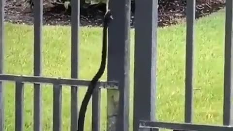 Frog Escapes Snake