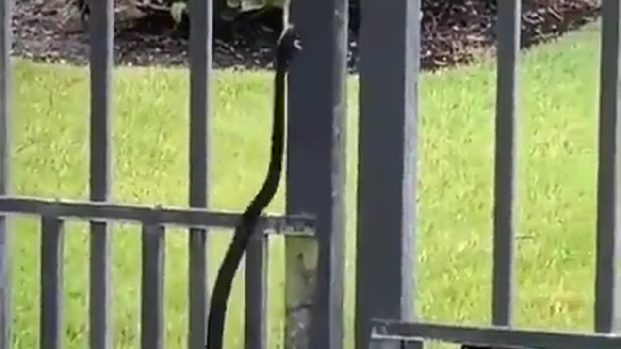 Frog Escapes Snake