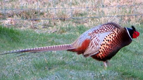 The Pheasant's Territorial Call (HD)