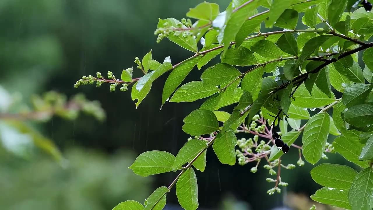 The Natural Greenery