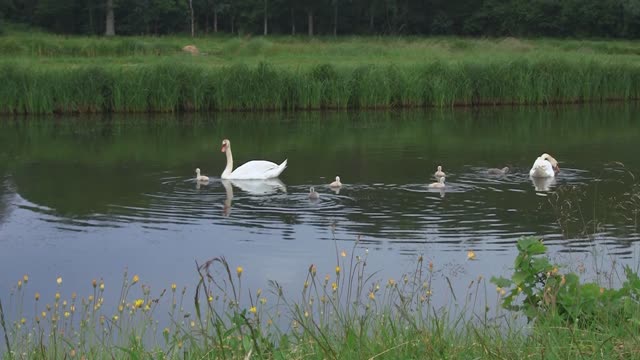 A flock of ducks in a pond