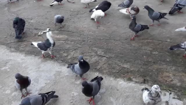 pigeons eat