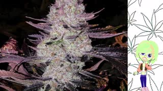 Grape Diamonds - Ethos Genetics