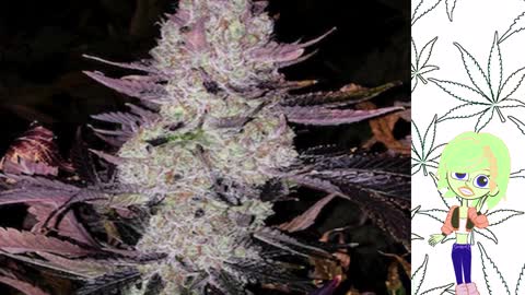 Grape Diamonds - Ethos Genetics