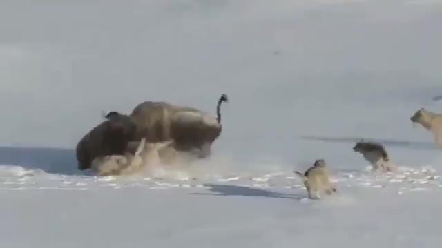 Bison throws it's friends to the wolves to escape.