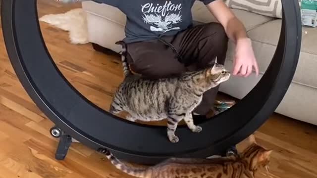 Cute and Funny Cat Videos Compilation - PART 32