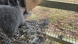 Baby bunnies and a special guest.