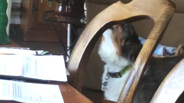 Two hound dogs in kitchen howl at same time