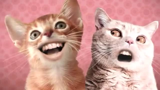 Singing Cats